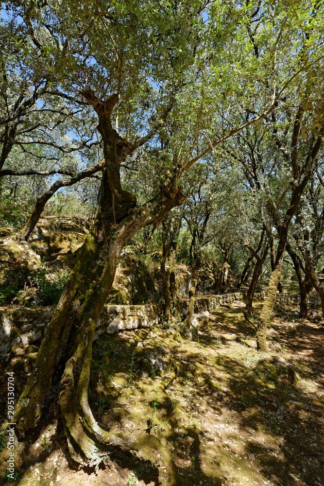 Olivenwald Olivenwald