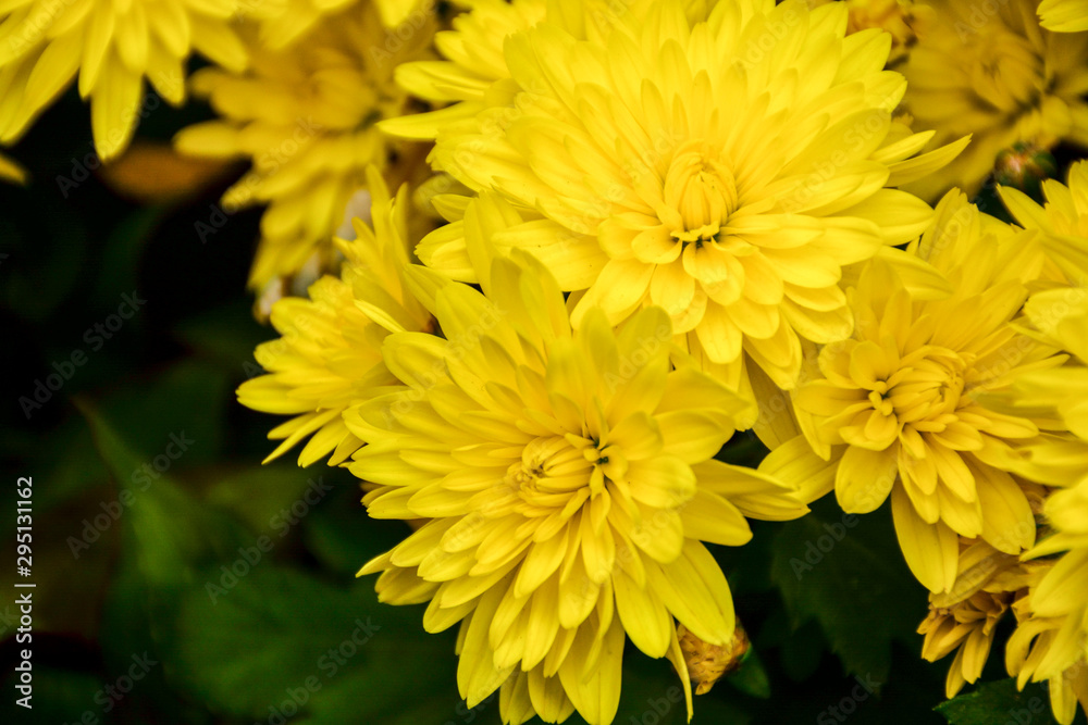 Beautiful autumn chrysanthemum flowers. Park, nature. Beautiful autumn chrysanthemum flowers. Park, nature.