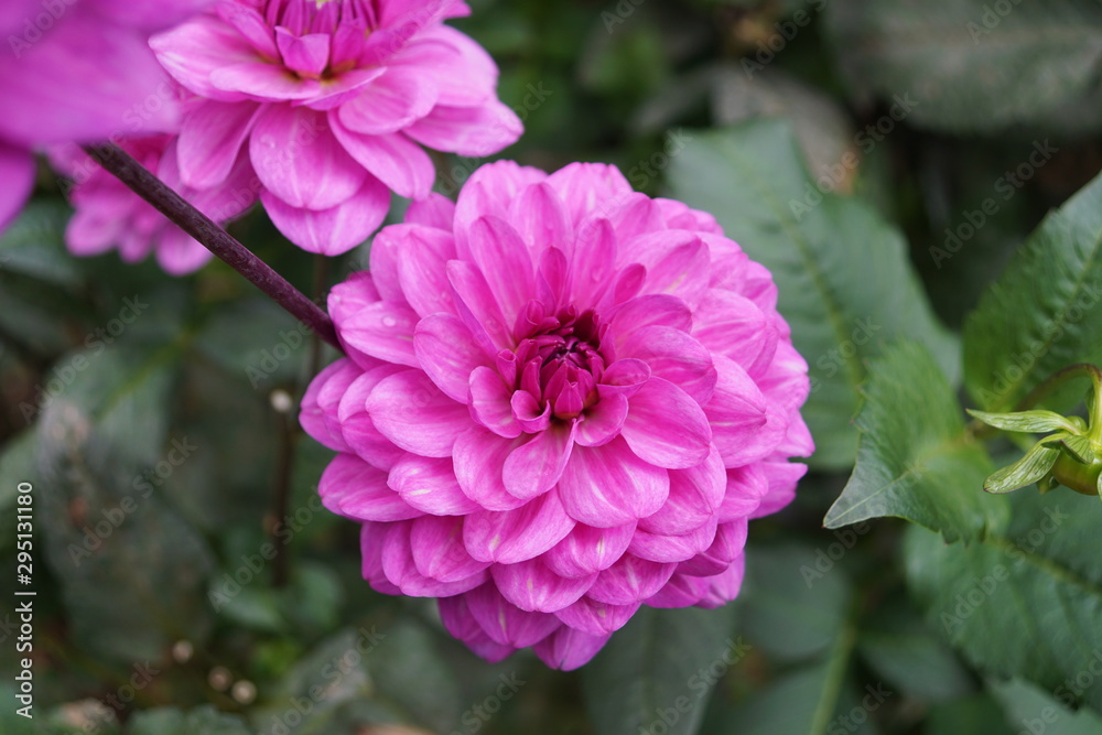 Painted Dahlien 