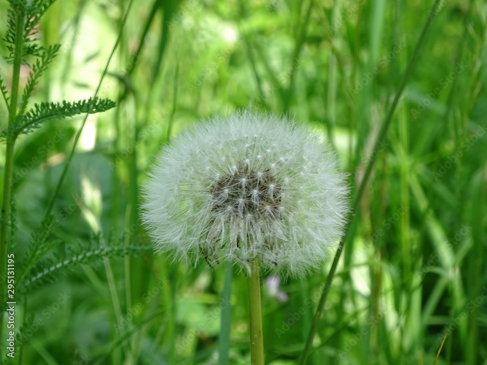 Fototapeta premium Fluffy white dandelion blowball Taraxacum spotted on meadow