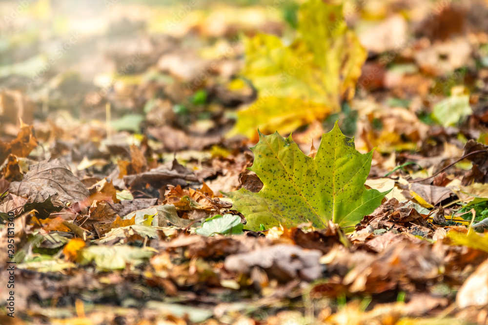 Orange and yellow fallen leaves in the sunlight. Orange and yellow fallen leaves in the sunlight.
