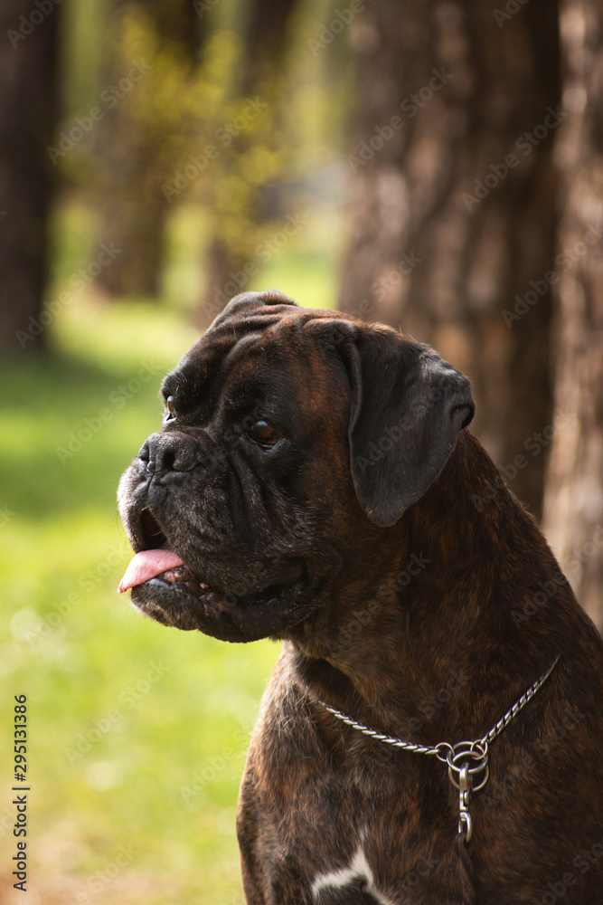 Portrait of an elderly German boxer breed dog in the forest