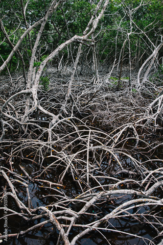 Mangrove tree roots © BGStock72