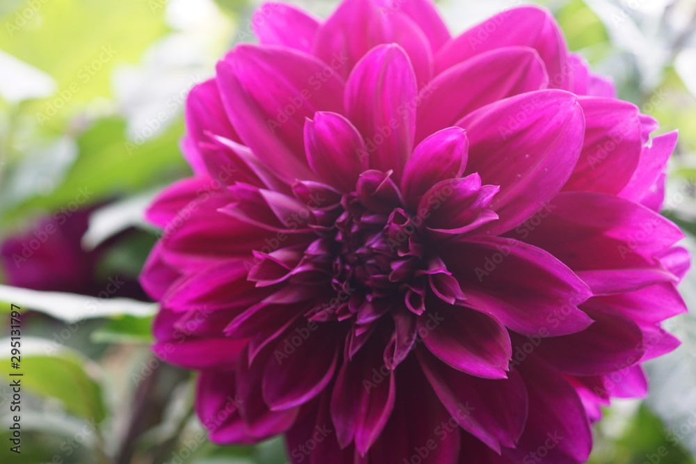 Dahlia called Mediterranee flower head purple pinkyellow ground