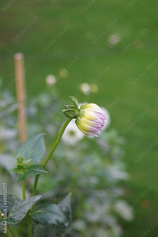 Dahlien Knospe, Eveline,Sorte, Dahlien Knospe, Eveline,Sorte,