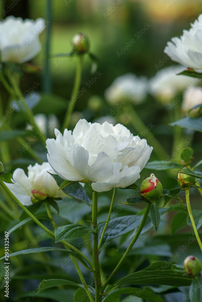 Obraz premium Peony
