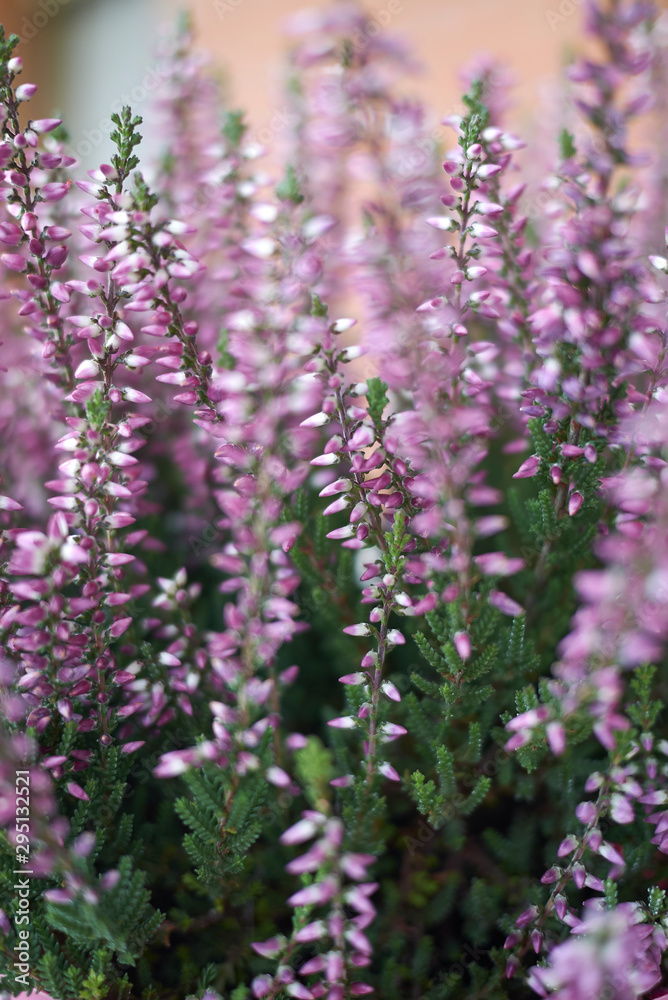 Obraz premium Calluna vulgaris with pink flowers