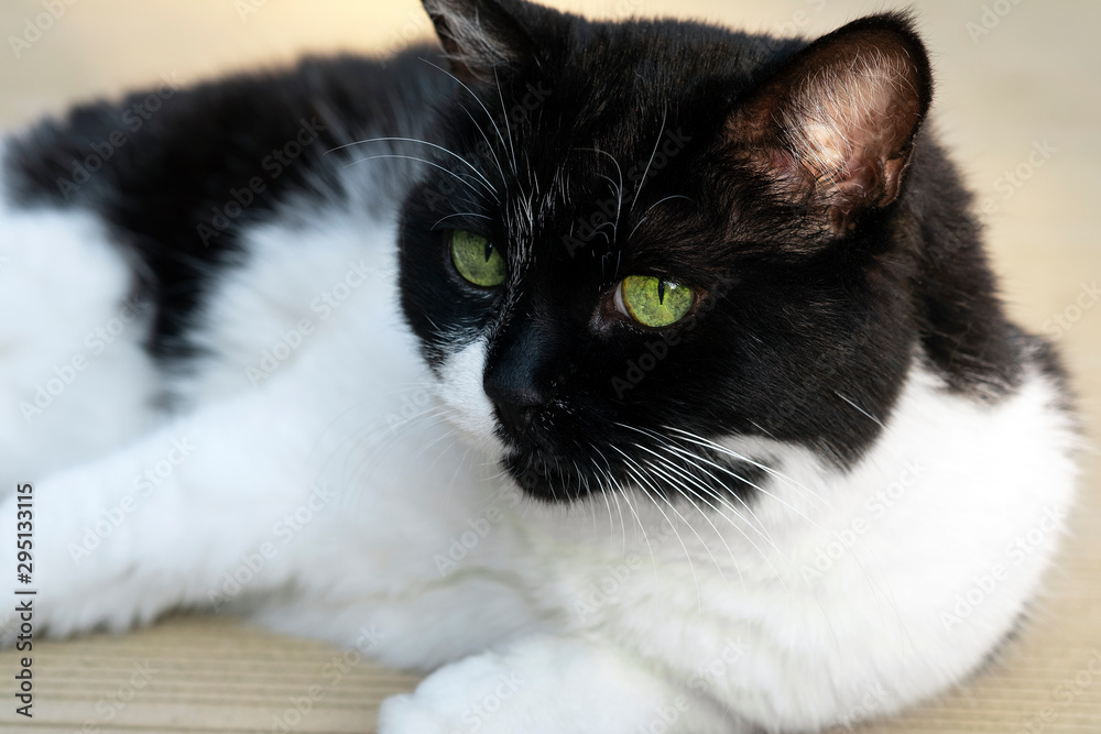 Portrait of beautiful black and white cat with green eyes