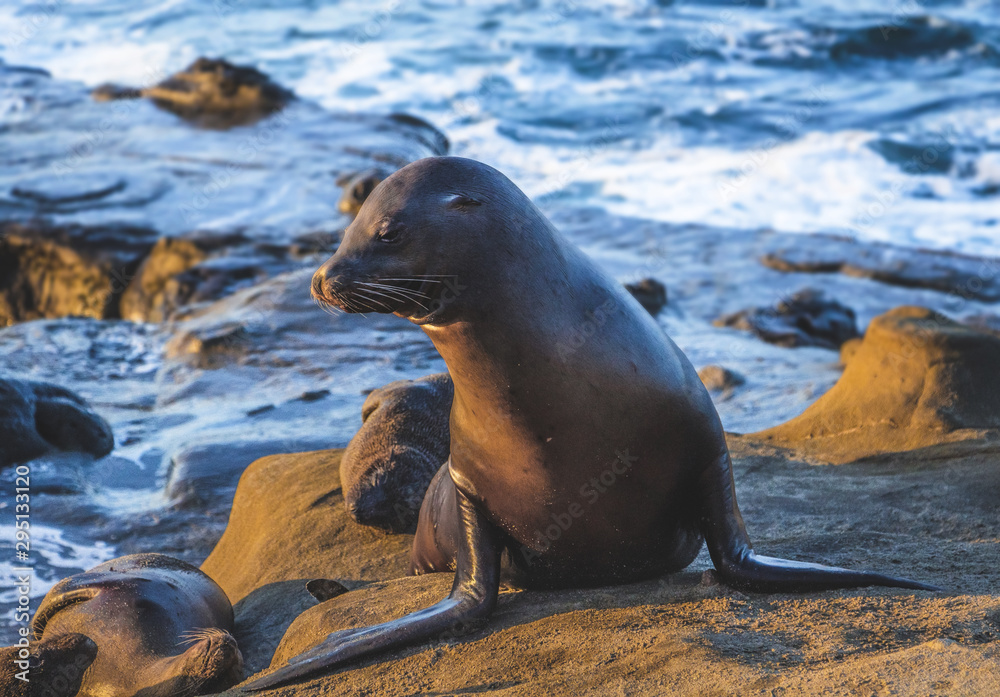 Fototapeta premium California Sea Lions Play On the Beach