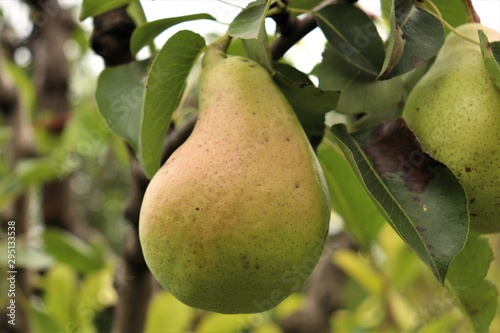 green pear with a pink barrel hanging on a branch