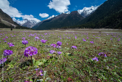 Wild Flowering seen at Yumthang Vally,Sikkim,India photo