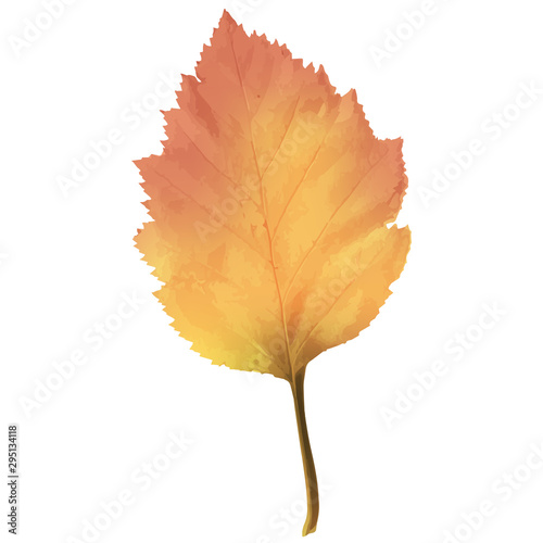 Realistic Alder Tree Leaf in Changing Fall Colors.