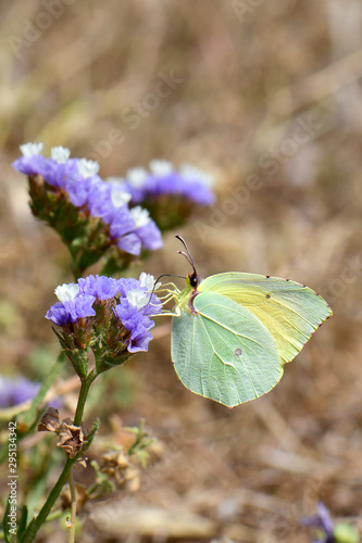 Mittelmeer-Zitronenfalter / Kleopatra-Falter (Gonepteryx cleopatra) an Geflügeltem Strandflieder (Limonium sinuatum), Peloponnes, Griechenland - Cleopatra butterfly on a wavyleaf sea lavender, Greece photo