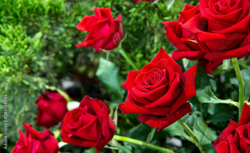Closeup lovely fresh red roses with green leaves and blurred background. Closeup lovely fresh red roses with green leaves and blurred background.