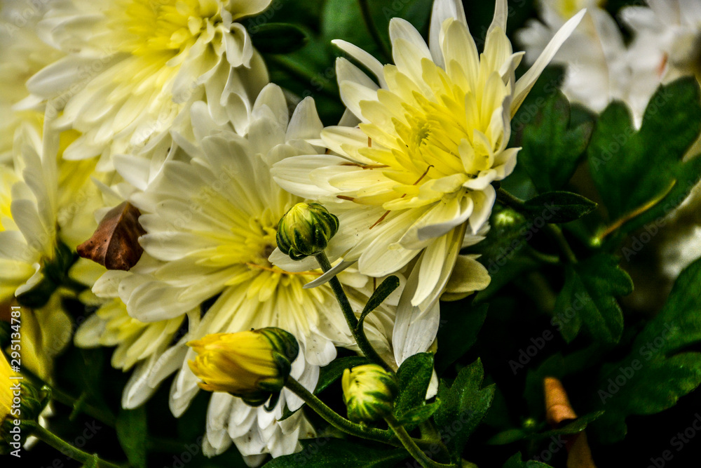 Beautiful autumn chrysanthemum flowers. Park, nature. Beautiful autumn chrysanthemum flowers. Park, nature.