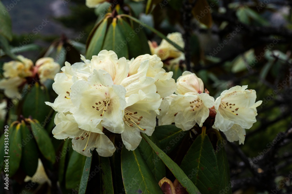 Obraz premium Rhododendron Flowering seen at Yumthang Vally,Sikkim,India