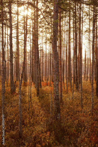 Idyllic autumn forest landscape. Beautiful trees © ainophoto