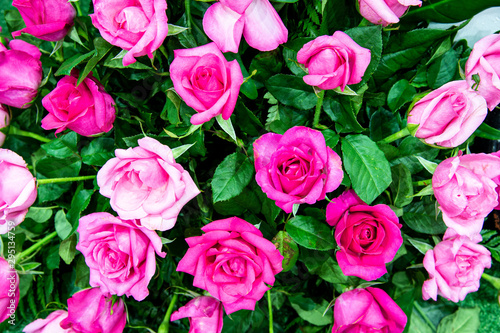 Closeup top view pretty sweet pink roses with green leaves background.