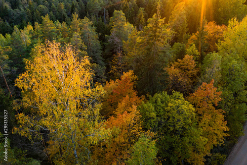 Latvian autumn nature. Forest. View from the top.