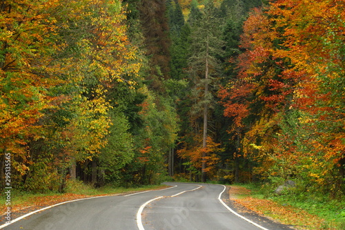 Pathway through the autumn forest near caucasian mountains, asphalt road