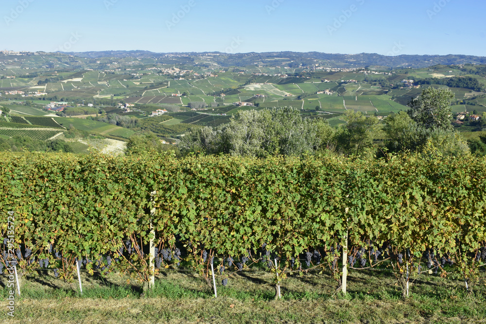Langhe vineyards panorama; Langhe is falous for Italian wine production, in Piedmont.