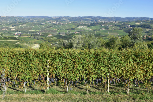 Langhe vineyards panorama; Langhe is falous for Italian wine production, in Piedmont.