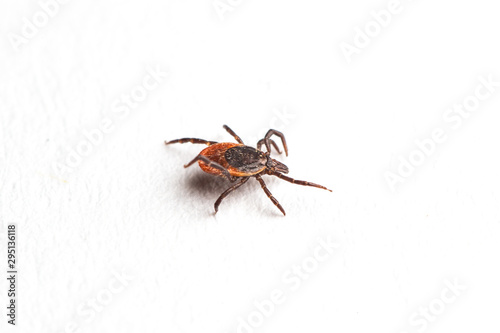 Wood tick, Ixodes ricinus, specimen - angled side view, isolated on white