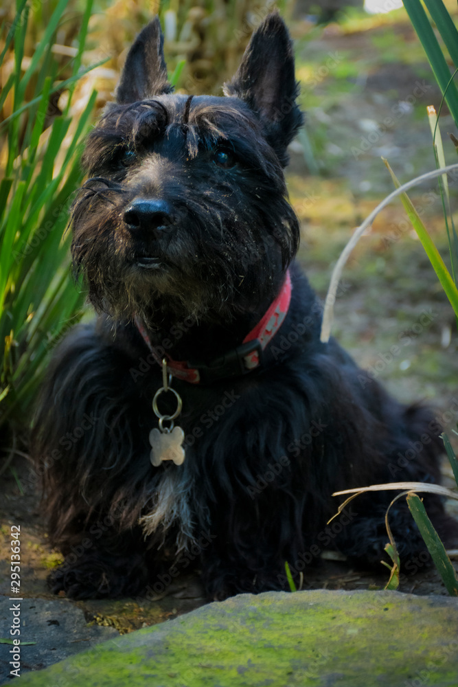Adorable perro schnauzer negro en medio del jardín