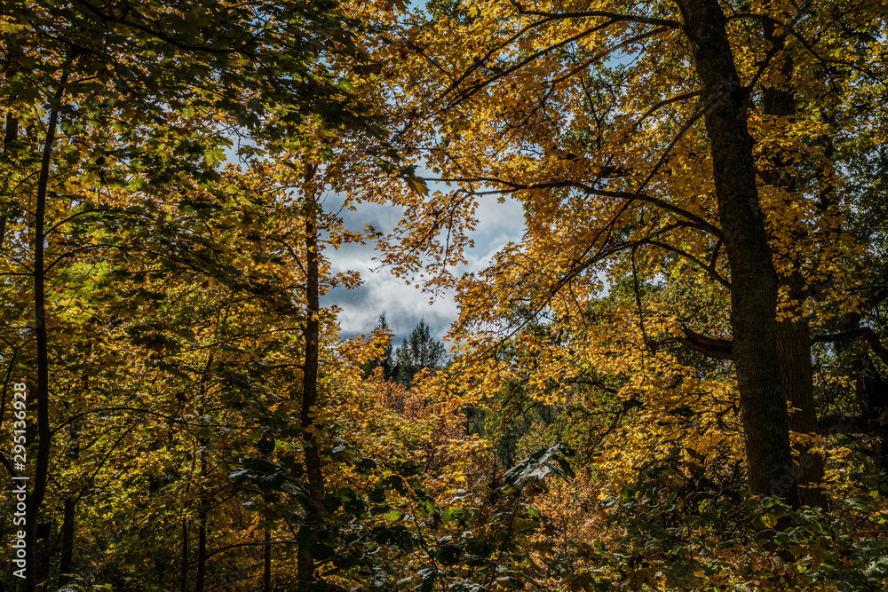 golden yellow colored tree leaves inn the park golden yellow colored tree leaves inn the park