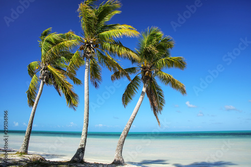 Fototapeta Naklejka Na Ścianę i Meble -  Palm trees on the coast of Ouvea lagoon on Ouvea Island, Loyalty Islands, New Caledonia