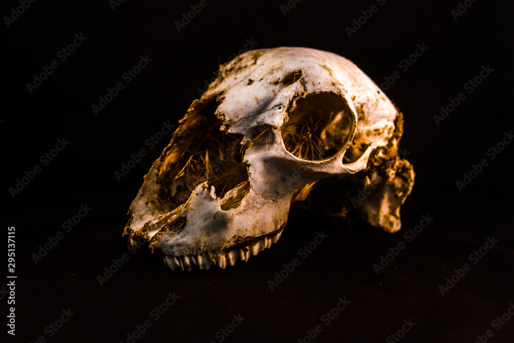 Fototapeta premium prominent sheep's skull