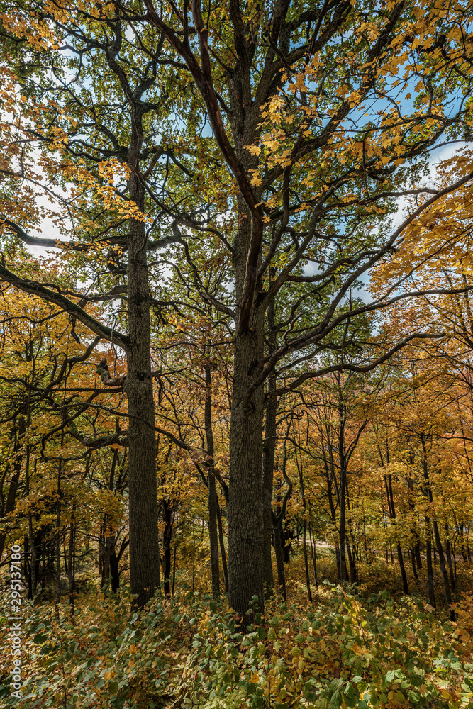 golden yellow colored tree leaves inn the park