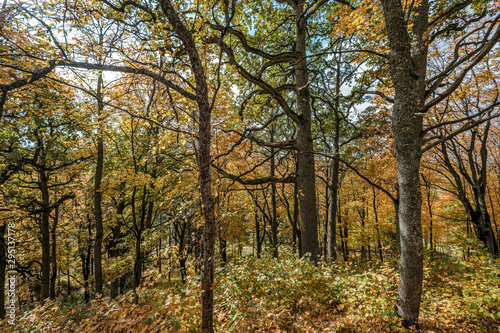 golden yellow colored tree leaves inn the park