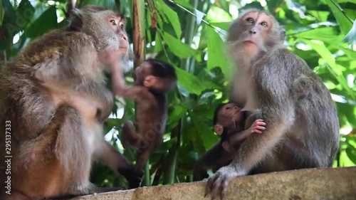 Monkeys at Railay Beach in Thailand