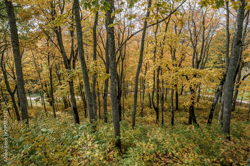 golden yellow colored tree leaves inn the park