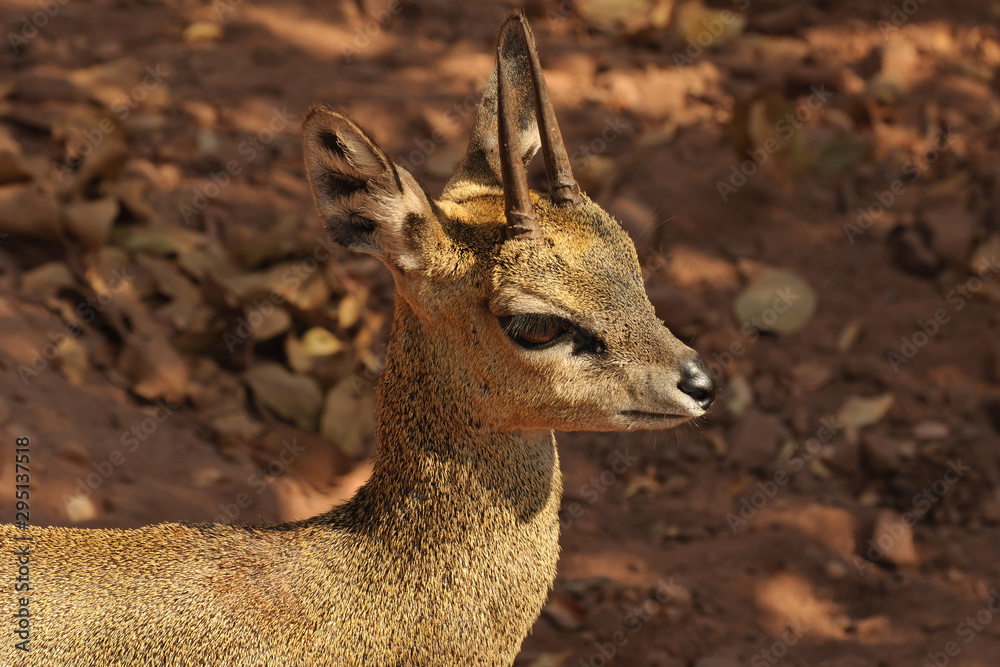 Little Klipspringer in south african savannah Little Klipspringer in south african savannah
