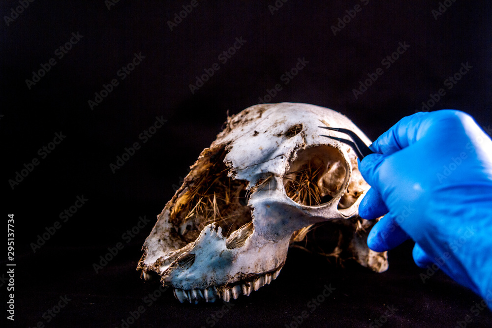 Fototapeta premium forensic examinations with scientific tools on sheep skull
