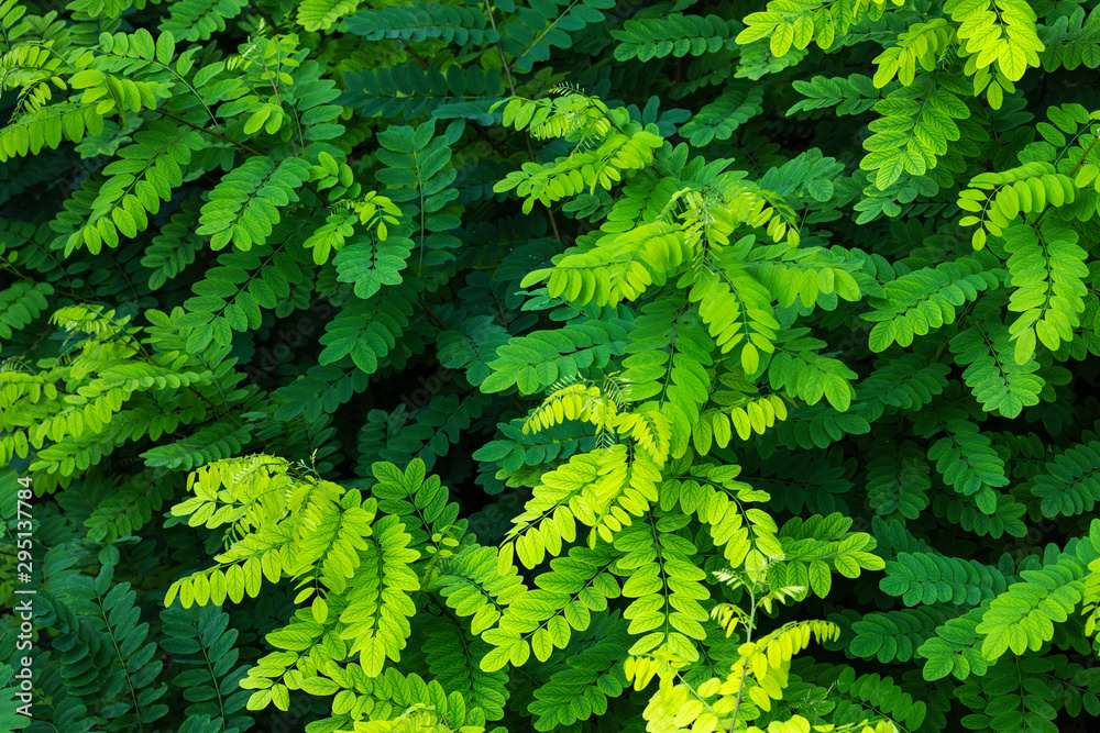 Nature green leaf texture background. Nature green leaf texture background.