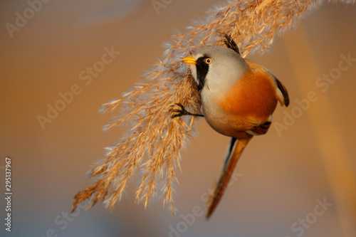 Bearded reedling male eating seeds in the reed in the late afternoon sunlight in wintertime in the Netherlands