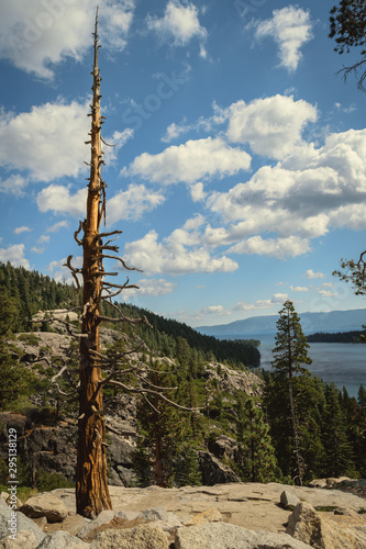 Emerald Bay Tree