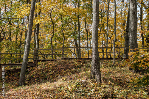 golden yellow colored tree leaves inn the park