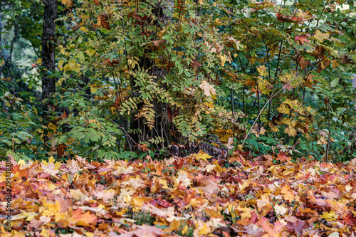 autumn pattern. abstract with yellow and green tree leaves