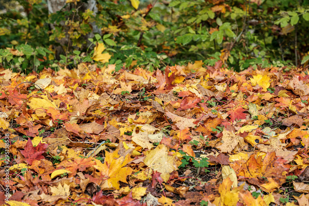 autumn pattern. abstract with yellow and green tree leaves autumn pattern. abstract with yellow and green tree leaves