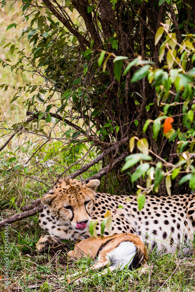 Masai Mara, Kenya. A cheetah (Acinonyx jubatus) savours the prospect of a recently killed Thomson's gazelle. Masai Mara, Kenya. A cheetah (Acinonyx jubatus) savours the prospect of a recently killed Thomson's gazelle.
