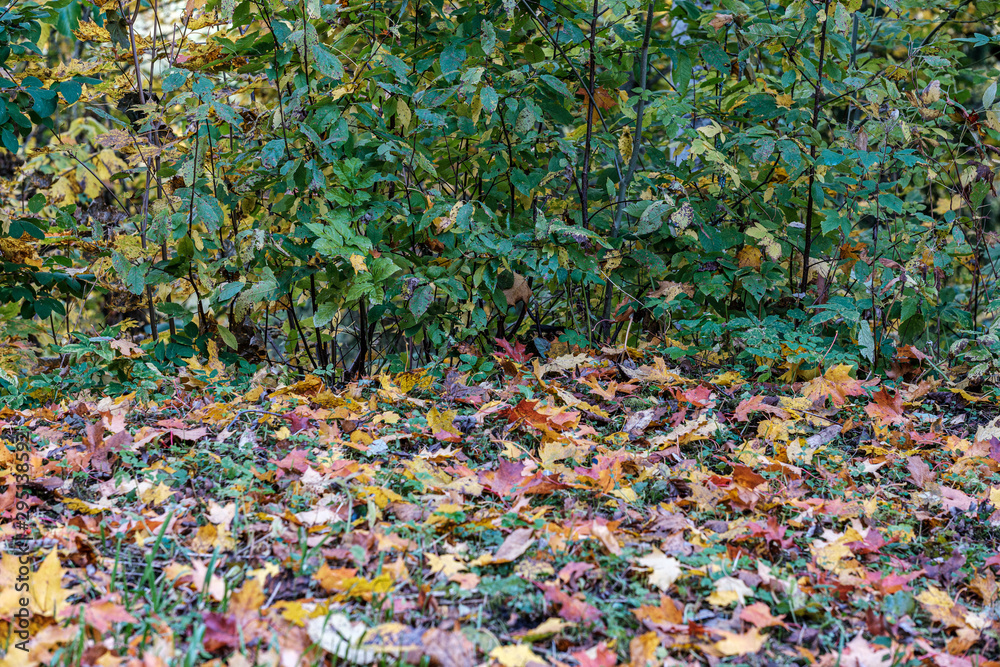 autumn pattern. abstract with yellow and green tree leaves