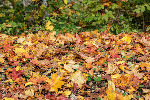 autumn pattern. abstract with yellow and green tree leaves