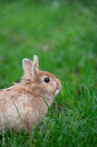 Kleiner Hase schaut von links ins Bild, idealer Hintergrund für Ihre Ostereinladung © heike114