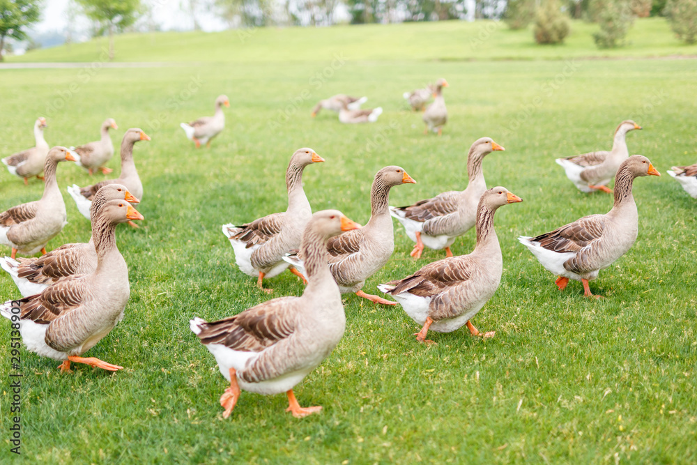 Ducks are walking in the garden Ducks are walking in the garden