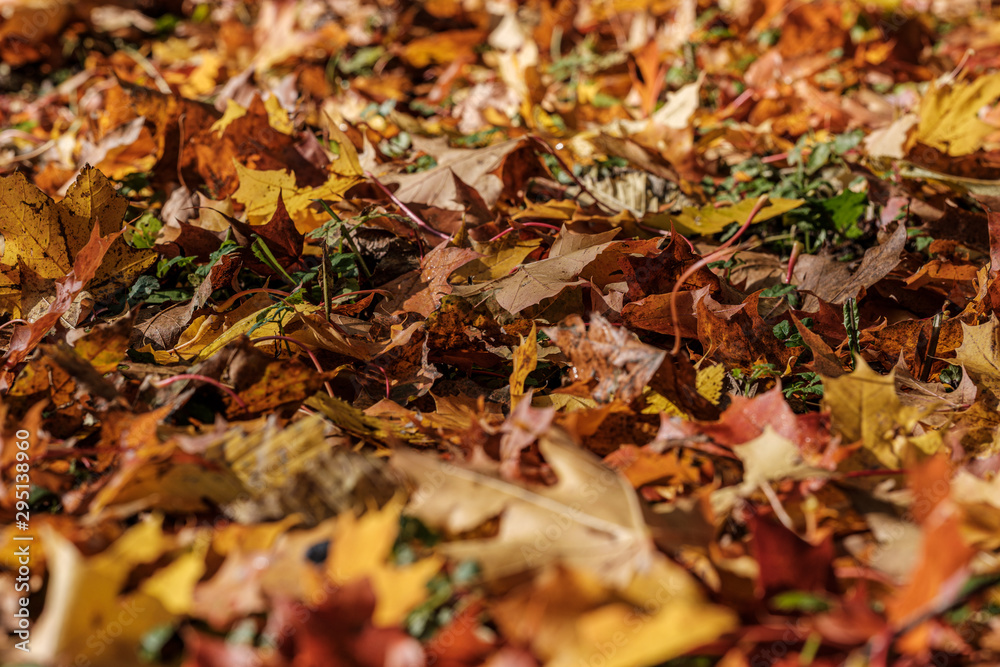 autumn pattern. abstract with green tree leaves autumn pattern. abstract with green tree leaves