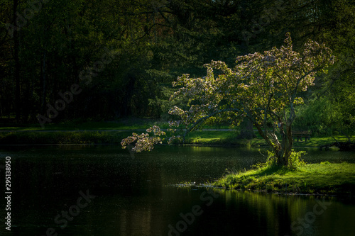 Fototapeta Naklejka Na Ścianę i Meble -  Tree by lake basking in light